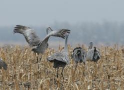 Top Birding Tour of the Nebraska Platte River Sandhill Cranes